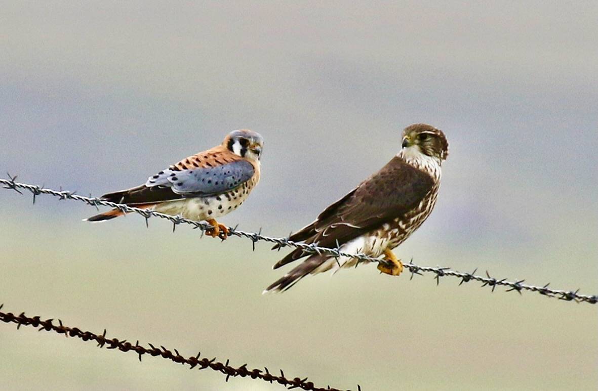Cross-species Falcon Cuddle? (Male American Kestrel putting the moves on an immature Female Merlin) by Robin Agarwal (ANudibranchMom on iNaturalist) is licensed under CC BY-NC 2.0.